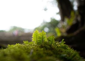 Green light through leaves